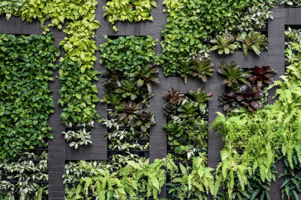 Living Wall Design Ideas San Diego