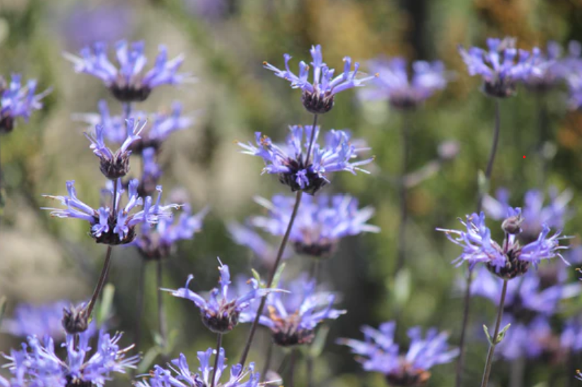 Salvia clevelandii -Cleveland Sage